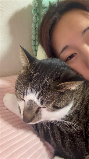 くっついても気持ちよさそうに寝る猫💤 |ブン太 #猫のいる暮らし #猫 #猫動画 #鍵しっぽ #cat