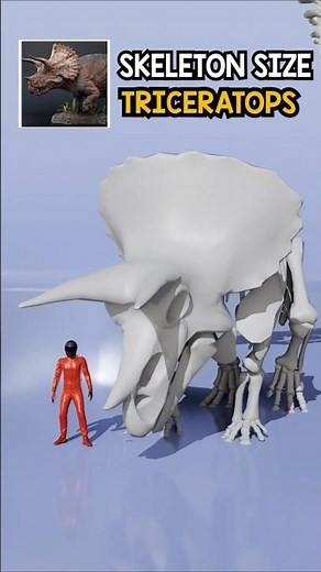 Which Animal Skeleton Is The Biggest?