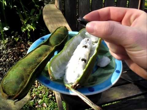 Icecream Bean - Weird Tropical Fruit
