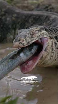 Komodo Dragon The Deadliest Giant Lizard in the World !