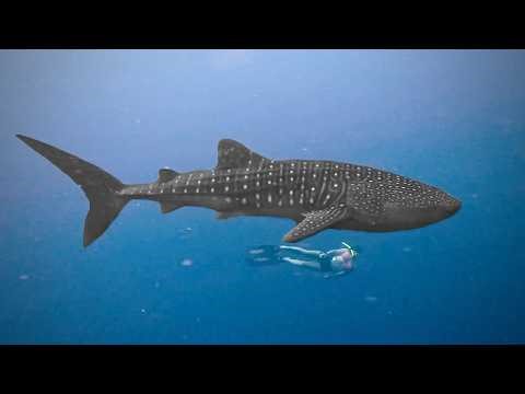 Whale Sharks, Dirt Bikes & Empty Waves in Indonesia WHSE179