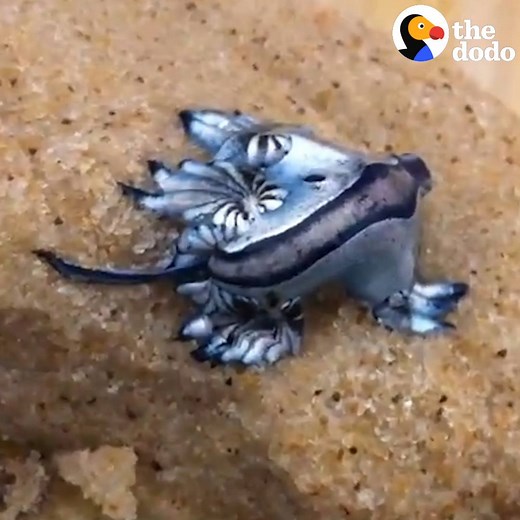 1.6M views · 20K reactions | Sea slugs are weirdly beautiful | The Dodo | Facebook