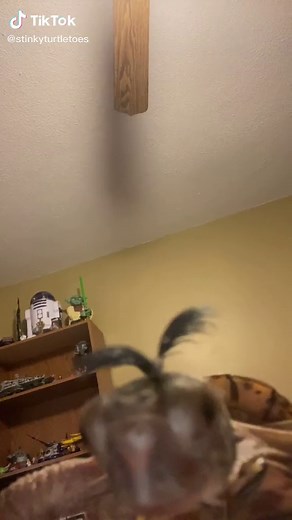myrtle the turtle on TikTok