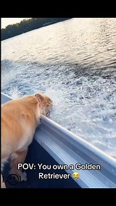 916K views · 28K reactions | Funny Videos I Found On The Internet or...