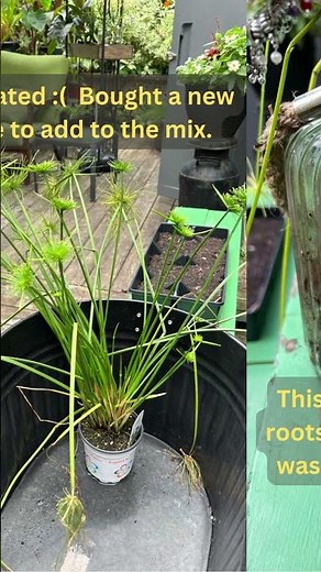 Cyperus papyrus - A story of trial and error... Overwintering