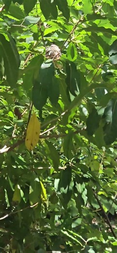nos encontramos una nido de una colibrí #colibrí #hummingbird #wildlife #nature #naturelife