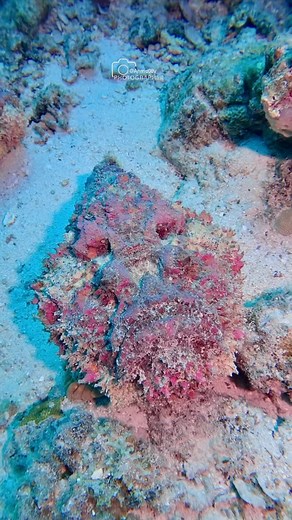 Meet the stonefish, one of the most fascinating creatures of the sea! At first glance, you might mistake it for an ordinary rock, but don’t be fooled. The stonefish is a master of camouflage, blending seamlessly with its surroundings on the ocean floor. What really sets the stonefish apart is its defense mechanism. It has venomous spines on its back that can be quite dangerous. This feature is primarily for protection rather than hunting. Interestingly, despite their venom, they are very slow-mo