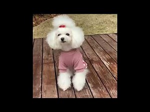 Poodle HairCuts Video Collection