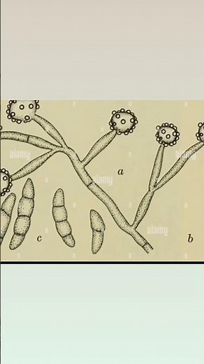 Conidia in Fungi | Asexual Spores Explained in Simple Words part 2 #fungi #biology