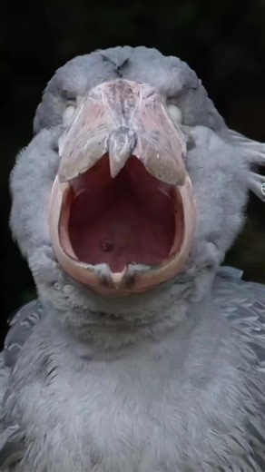 Discover the Shoebill Yawn Reaction #creatorsearchinsights#shoebillyawn #shoebill #shoebillsound #bird