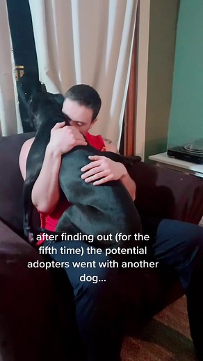 it’s been a hell of a (half) year 🥺 #fosterdog #shelterdog @kcpetproject #pitbull #puppy #fyp #dog