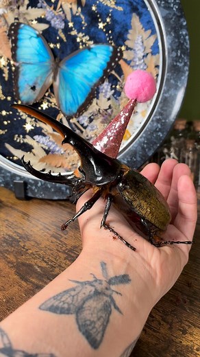 his pink sparkly hat suits him so much, right?! I’ve been rather sad since sporks passing 😭 i obviously know insects have short lives, I just never expected to love him quite as much as I do/did! BUT Ham has been such an incredible little guy to keep me distracted, I have had to try & not get TOO connected because he is old & I don’t want to … be heartbroken, but, I’d rather even have a day of knowing him vs not knowing him at all! these hats (yes, I have MANY colours) were actually ‘donated’ b