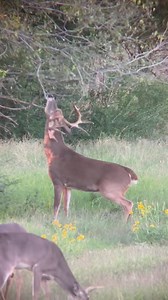 Buck making a scrape | D-Tex Whitetails