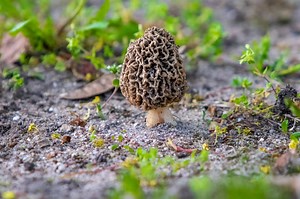 A Morel Hunting Adventure