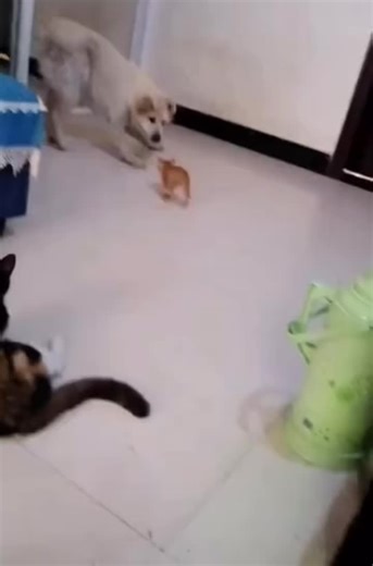Protective Behavior of Cats
