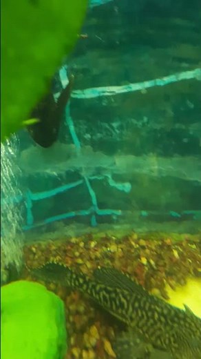 Aquarium View: Calming Fish from Radiant Fish World #fish #aquarium #sea #seafish