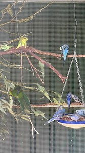 Aviary antics: budgies vs weiros vs kakarikis Such an array of personalities! #accessibility video description: looking in at a parrot aviary, some foliage is hanging on one side, with many of the leaves already chewed or removed. To its right is a hanging bowl of food, with several budgies eating from. A couple of kakarikis are hanging off the foliage and doing their best to destroy it. | Little Beaks