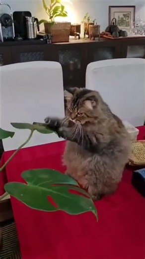 #PetShorts #FunnyAnimals #catlife