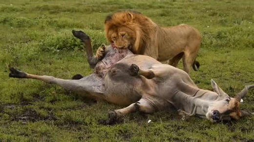 Wild Lions on Instagram: "Male lion vs big eland! A powerful male lion from the Serengeti takes down a massive eland from behind, holding on until the very end and finishing the hunt. In the wild, only the strongest survive. Another epic sighting by @chabaporini 📍Serengeti NP, Tanzania Photographer Credit:- @chabaporini"