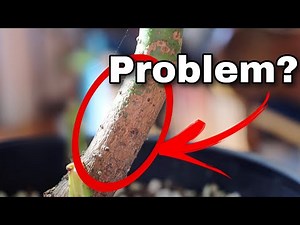 Browning on the Trunk of an Avocado Tree - Is It A Problem?
