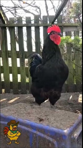 More Crowing and Laughing Madness | Filbert’s Funny Farm 🐓🤣