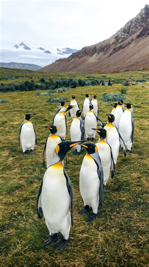I traveled to one of the most remote islands in the world and now this is my camera roll… 📸🐧 📍South Georgia is an island located in the South Atlantic Ocean and it is part of the British Overseas Territories. It is considered one of the most remote islands in the world. ⛰️ The island has one of the most diverse landscapes on Earth. From jagged mountains peaks to glaciers and icebergs, this by far the most spectacular place I have been to. 🐧 The island is not very big but it is one of the bes