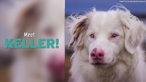 Double merles, the result of irresponsible breeding of two merle-coated dogs, can have hearing and vision issues. Keller The Double Merle thrives despite her health issues. | Dogster