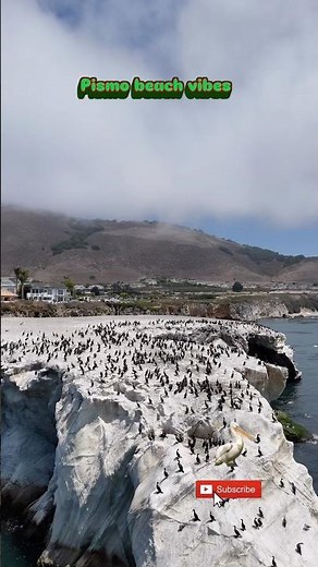 You Won’t Believe How Many Birds Live on This Rock! 🐦🌊