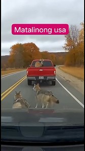 Deer chased by wild dogs #deer #animals #fbreels2025ツ #fypシ゚ #trending | Remelyn Taan