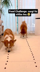 12K views · 658 reactions | Cùng đoán xem em nào sẽ ăn nhanh hơn nào  Thứ chúng nó ăn  | Corgi | Facebook
