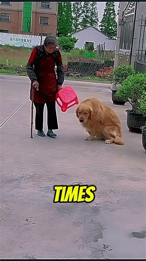 This dog understood the assignment 🐕#fyp #foryou #viral