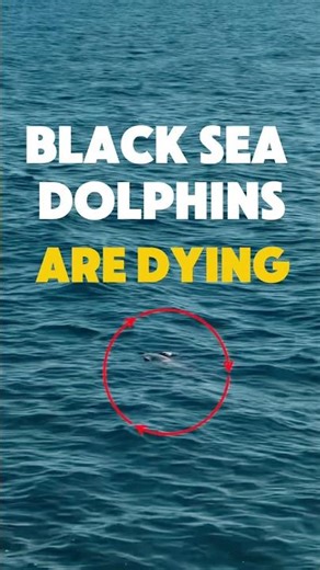 This is heart breaking 💔 #blacksea #dolphins