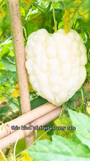 Introducing the White Apple Bitter Melon, a truly unique and stunning vine that adds exotic elegance and a powerhouse of nutrition to any garden. This remarkable heirloom variety stands apart from common dark green types, maturing to a beautiful, creamy ivory color with a distinctive, wrinkled "alligator skin" texture that is sure to be a conversation starter. | S Attix Jr.