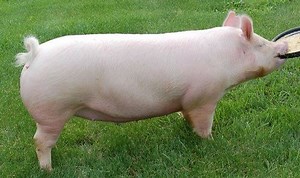 American Yorkshire pig - Alchetron, The Free Social Encyclopedia