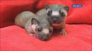 Abandoned baby weasels rescued by hikers in Half Moon Bay