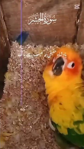 sun conure parrot 🦜#sunconure#parrot #youtubeshorts #talkingparot #viralvideo #viral #birds