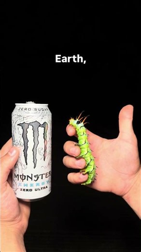 the BIGGEST caterpillar in the world!!#animals