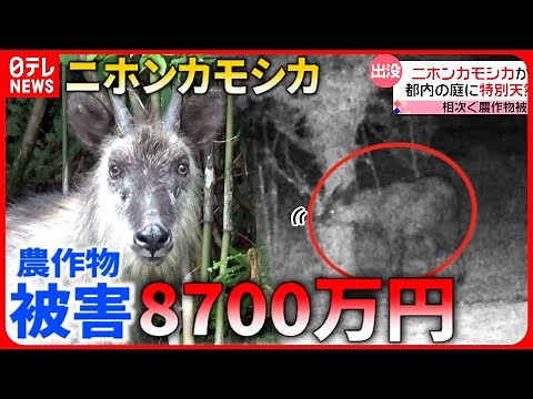 【カモシカ】”天然記念物”だけど… 農作物被害で住民困惑 対策は？『every.特集』
