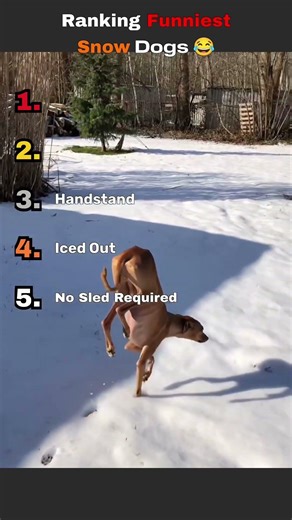 Ranking Funniest Snow Dogs 🐕