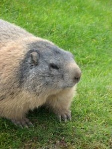 Effective Strategies for Eliminating Groundhogs from Your Garden | LoveToKnow