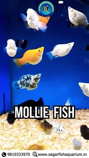 ✨ Start your aquarium journey with the easiest fish to care for!