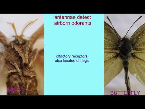 ANTENNAE OF MOTHS & BUTTERFLIES