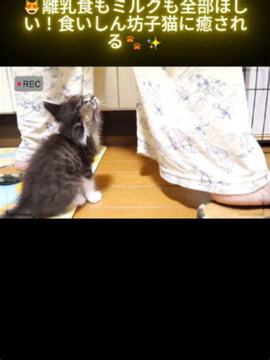 😻離乳食もミルクも全部ほしい！食いしん坊子猫に癒される🐾✨ #猫 #猫のいる暮らし #子猫 #子猫のいる生活 #子猫保護 #保護猫 #保護猫のいる暮らし