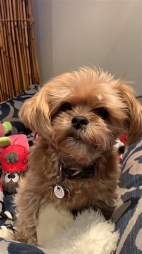 #dogsoftiktok #fyp #lgbt #shorkie #cute #shorkie #cutedog #Shorts #livto2020