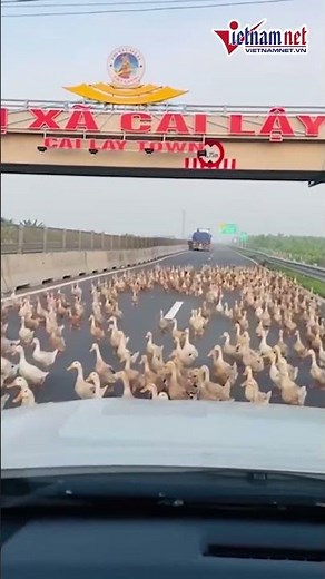 Đàn vịt hàng trăm con bất ngờ tràn vào cao tốc Trung Lương - Mỹ Thuận | Báo VietNamNet