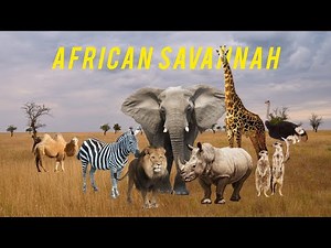 Amazing Scenes of African Savannah Wildlife in 4K | Epic Nature Documentary