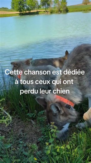 Vidéos de decalcator (@decalcator) avec son original - decalcator