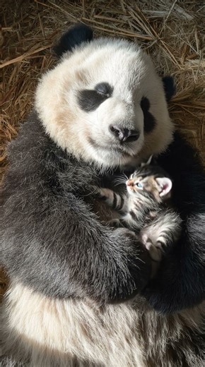 Cutest Animal Duo Ever Caught on Camera!