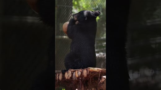 Little bear plays and turns everything into fun