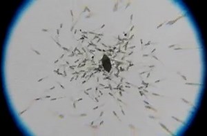 ✨La quimiotaxis es la habilidad de las células para determinar la dirección de su locomoción a lo largo de un gradiente de concentración de sustancias que las atraen o repelen. El movimiento del organismo es en respuesta de un estímulo químico. ➡️Este video animación es un ejemplo de quimiotaxis de bacterias atraídas a un cristal de azúcar (animación del canal Ribosome Studio en Youtube). | Instituto de Biotecnología - UANL